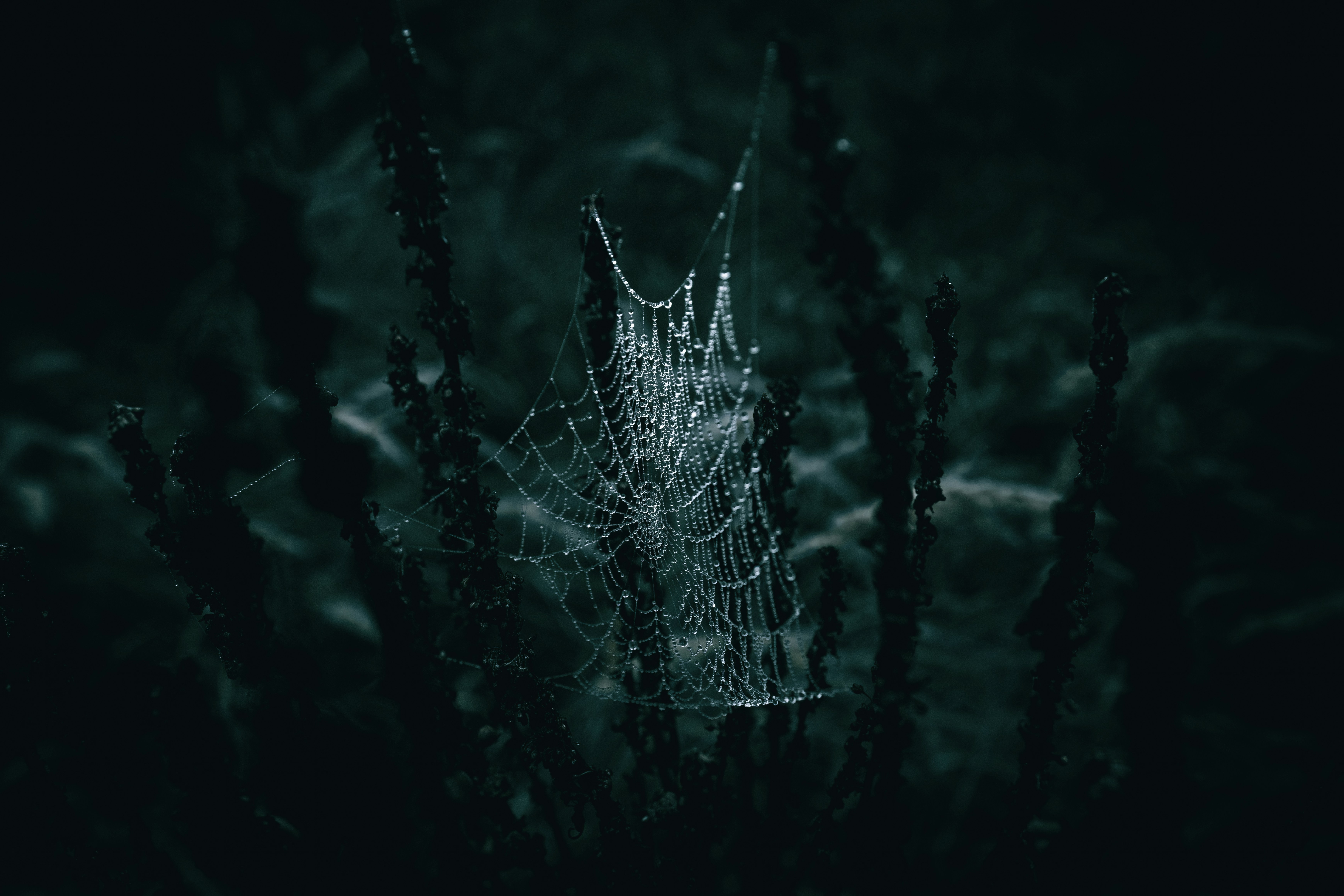 Spiderweb with rain droplets on the meadow